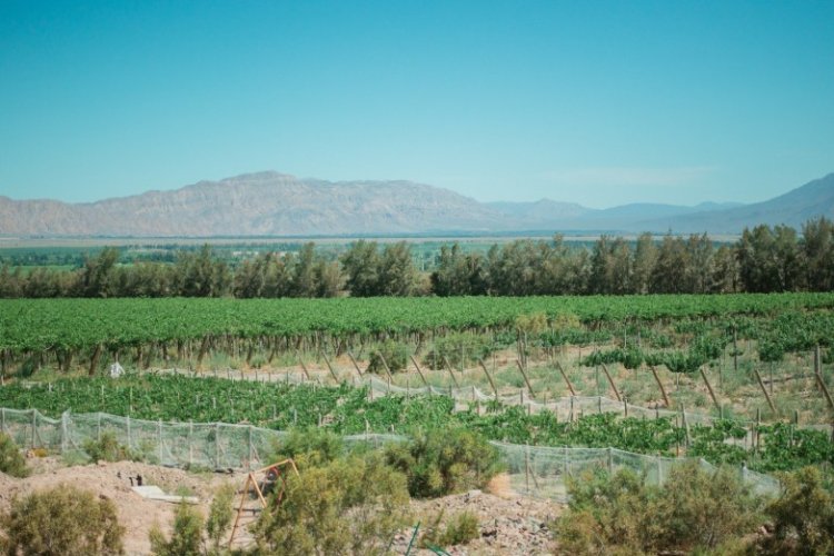 Se recuperan las exportaciones del sector vitivinícola en San Juan