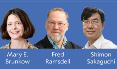 Premio Nobel de Medicina 2025: descubrimientos sobre la tolerancia inmune periférica