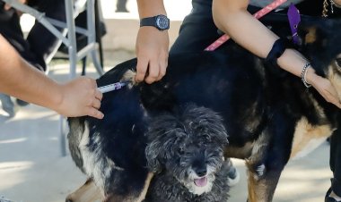 Nueva jornada de vacunación antirrábica gratuita para perros y gatos