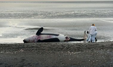 Estudian el varamiento de orcas en el norte de Tierra del Fuego
