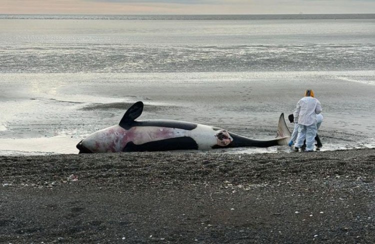 Estudian el varamiento de orcas en el norte de Tierra del Fuego