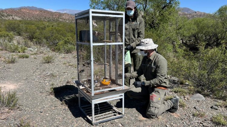 20 aves nativas regresaron a la vida silvestre