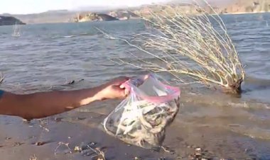 Porque murieron los peces de Cuesta del Viento