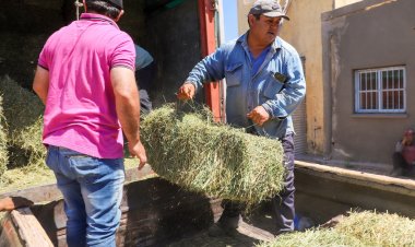 Jáchal entregó forrajes a 30 productores, caprinos y ovinos de Huaco