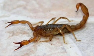 Salud brinda recomendaciones ante picaduras de escorpiones