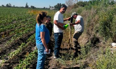 Producción trabaja en el control de una plaga perjudicial para el cultivo de algodón