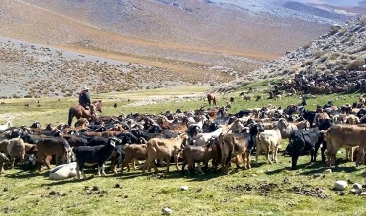 Chile y San Juan dan inicio a las veranadas