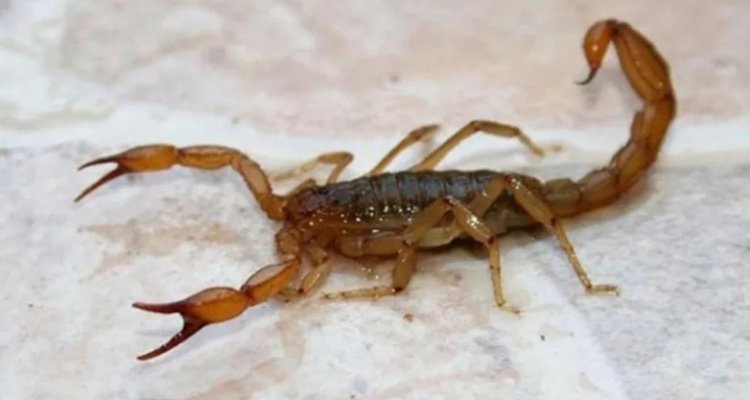 Salud brinda recomendaciones ante picaduras de escorpiones