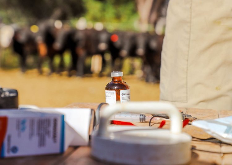 Jáchal consolida su Plan Ganadero: avanza la segunda etapa de inseminación artificial