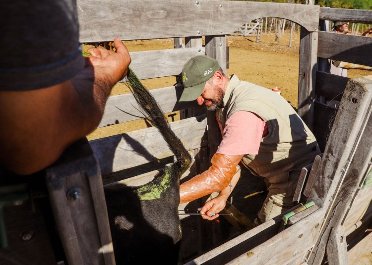 Jáchal consolida su Plan Ganadero: avanza la segunda etapa de inseminación artificial