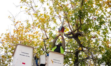 Capital despliega un nuevo operativo de arbolado público en barrios y domicilios particulares