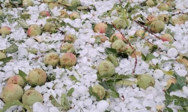 El granizo destruyó gran parte de  la cosecha en  Iglesia