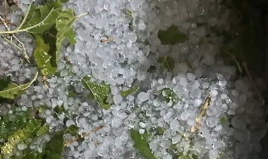 En pocito por el granizo, las pérdidas en cultivos superan el 80%