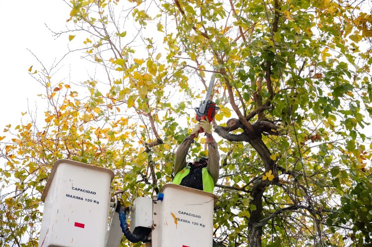 Capital despliega un nuevo operativo de arbolado público en barrios y domicilios particulares