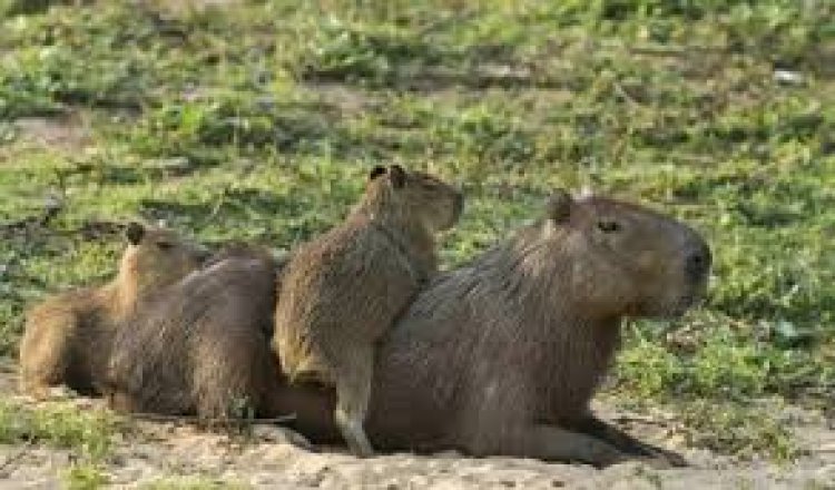 Denuncias por desalojos de carpinchos en Nordelta: “Se los llevaron sin avisar”