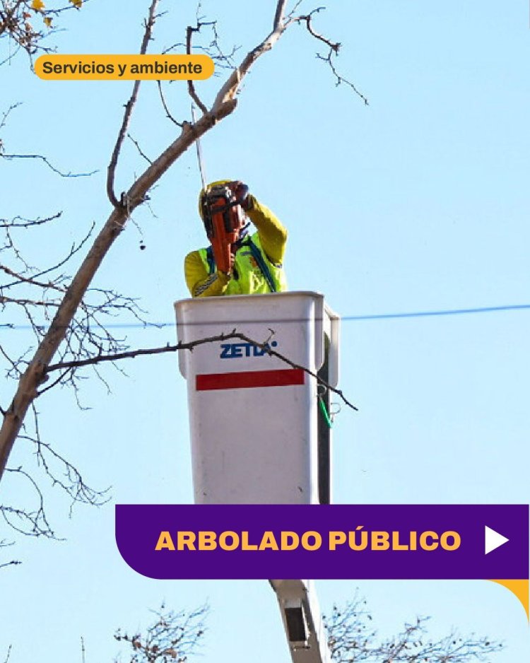 La Municipalidad refuerza las tareas de arbolado público en Capital