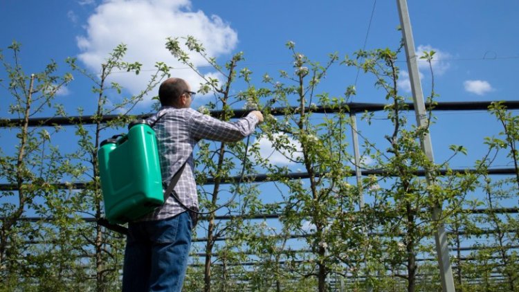 Lanzan línea de financiamiento para prevenir plagas y enfermedades