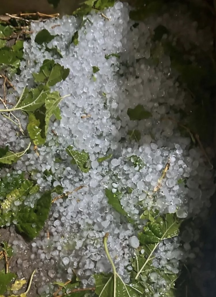 En pocito por el granizo, las pérdidas en cultivos superan el 80%