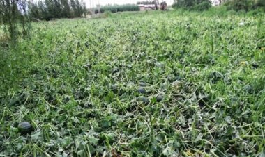 El Gobierno mejora las condiciones de las líneas de ayuda por la contingencia climática