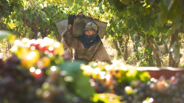 El Gobierno lanza una ampliación de la línea de crédito Cosecha, Acarreo y Elaboración 2026