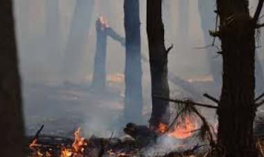 Incendio forestal en Mar del Plata: más de 200 hectáreas arrasadas