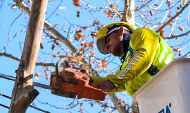Capital intensifica tareas de mantenimiento del arbolado público