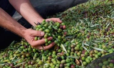 Realizarán una jornada de cosecha y elaboración de aceite de oliva virgen extra