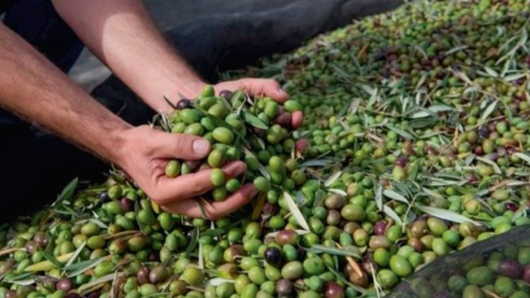 Realizarán una jornada de cosecha y elaboración de aceite de oliva virgen extra