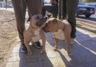 Rawson será sede de un operativo gratuito de vacunación para perros y gatos