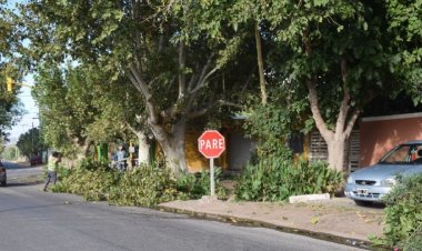 Pocito realizó tareas de despeje de luminarias y mayor seguridad en calle Vidart
