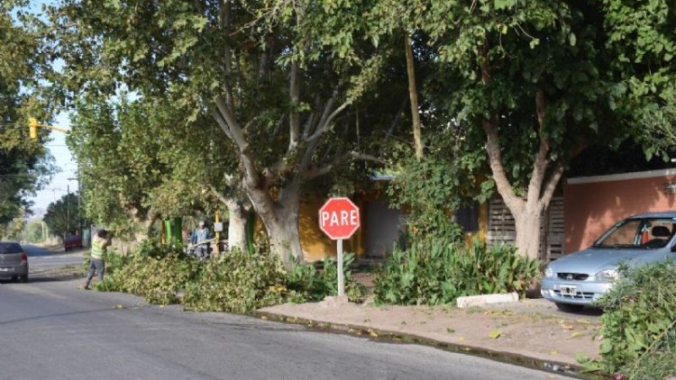 Pocito realizó tareas de despeje de luminarias y mayor seguridad en calle Vidart