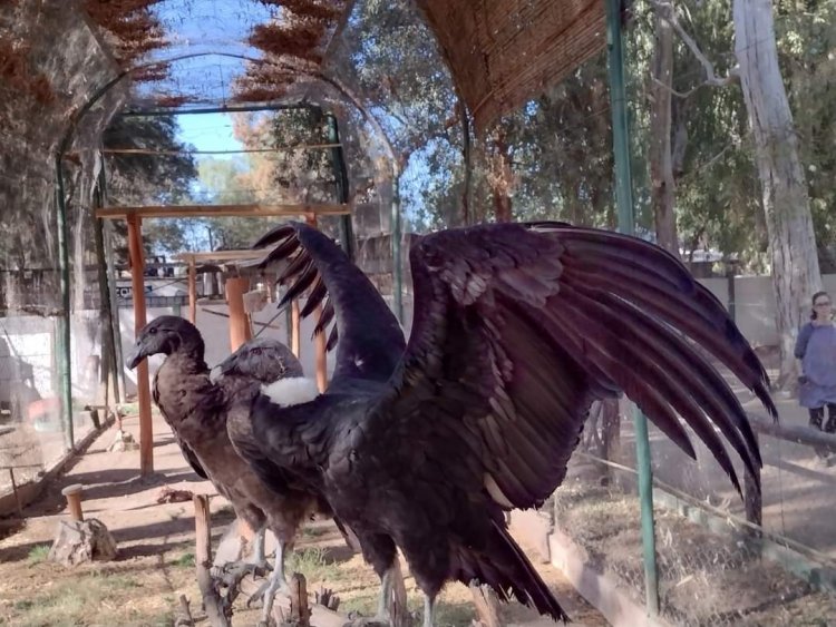 El Faunístico recuperó dos ejemplares de cóndor que serán liberados