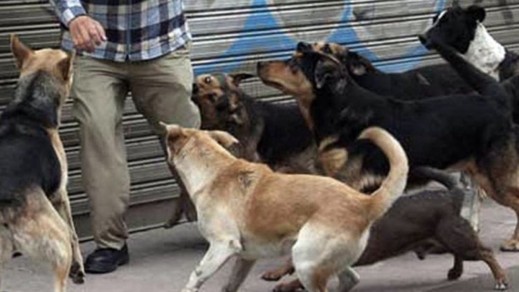 Concejales de Ullum apoyan la creación de un Refugio para perros de la calle