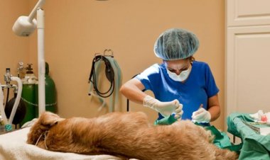 Operativo intensivo de esterilización de mascotas