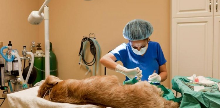 Operativo intensivo de esterilización de mascotas