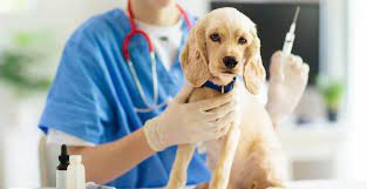Rivadavia hará una campaña de vacunación para mascotas