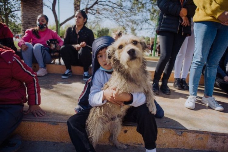 El quirófano de esterilización llega al barrio Camus