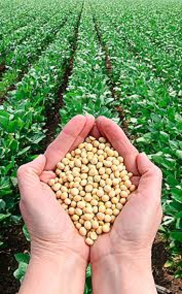 El precio de la soja trepó 43%