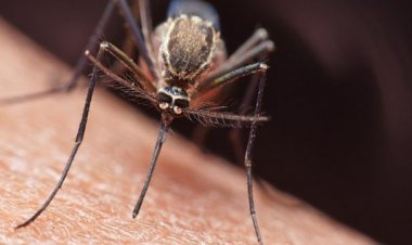 Confirman un caso importado de "malaria" en San Juan