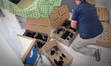 Unas 300 gallinas ponedoras fueron entregadas a familias pocitanas