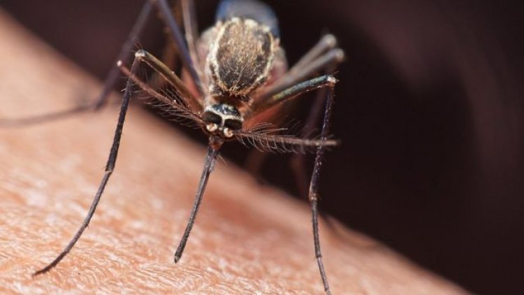 Confirman un caso importado de "malaria" en San Juan