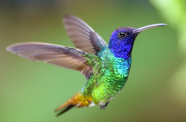Lanzan un concurso fotográfico sobre aves