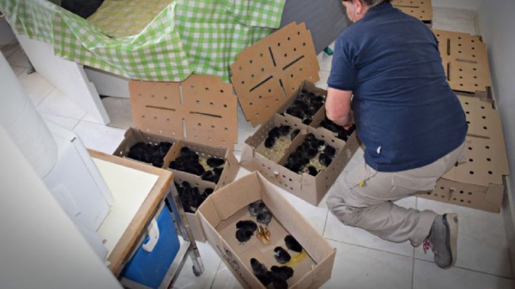 Unas 300 gallinas ponedoras fueron entregadas a familias pocitanas