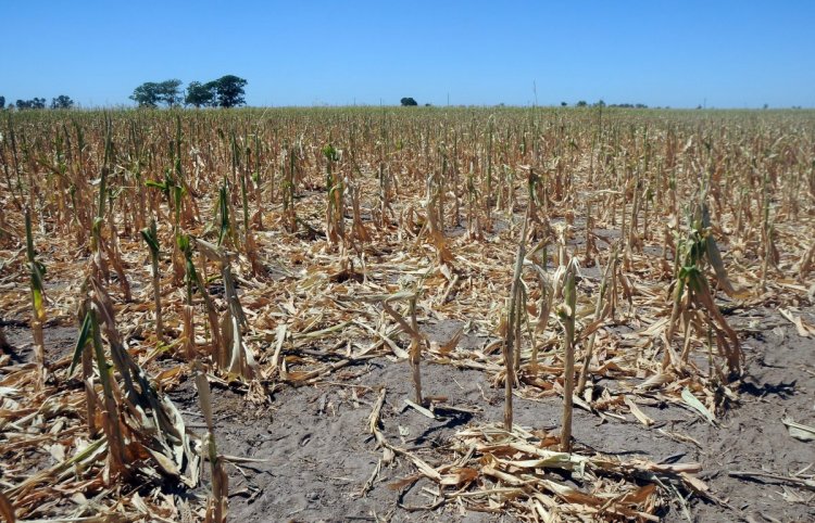 La sequía afecta a 140 millones de hectáreas de cultivos en Argentina