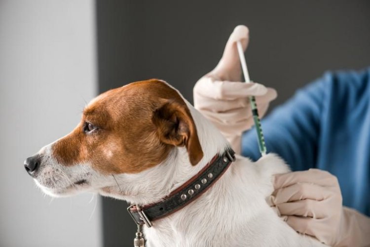 Rivadavia vacuna y desparacita gratis tú mascota en Marquesado
