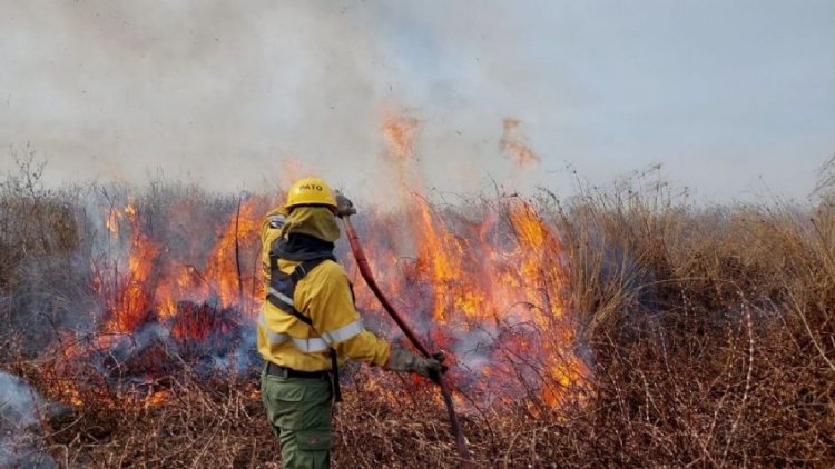 Desastre ecológico en Salta tras los incendios
