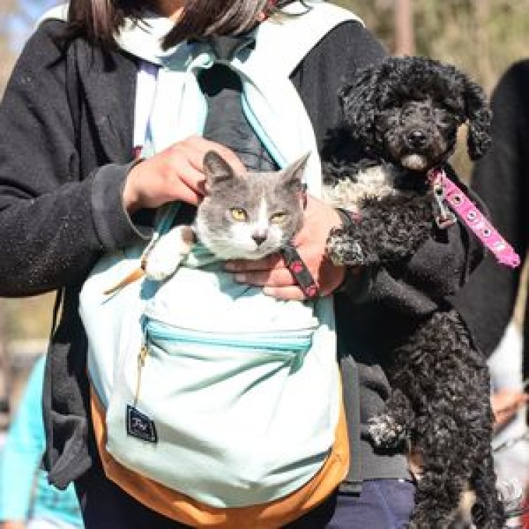 Vacunación antirrábica: habilitan tres puntos en Capital