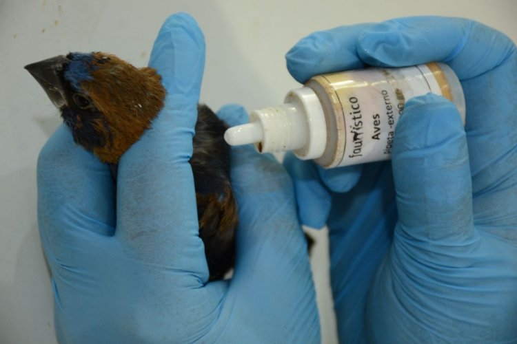 El Faunístico liberará 140 aves