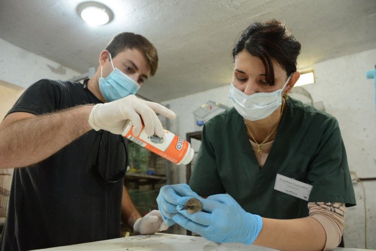 El Faunístico liberará 140 aves