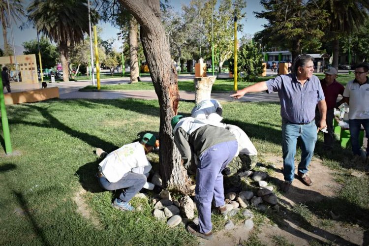 Pocito y Ambiente recuperan y conservan árboles autóctonos